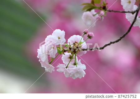 Double cherry blossoms Double cherry blossoms 87425752