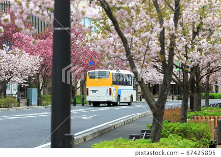Double cherry blossoms 87425805
