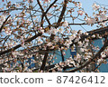 Cherry blossoms in Kamakura that herald spring 87426412