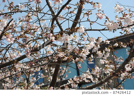 Cherry blossoms in Kamakura that herald spring Cherry blossoms in Kamakura that herald spring 87426412