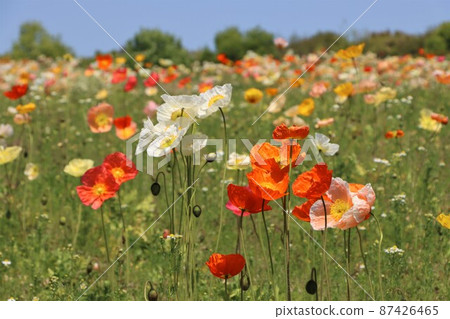 即使在香水廣告中，罌粟也很熟悉 87426465