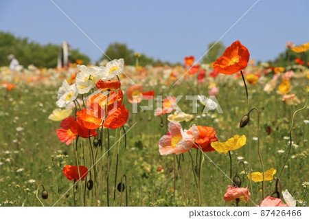 感受春天幸福的罌粟花田 87426466