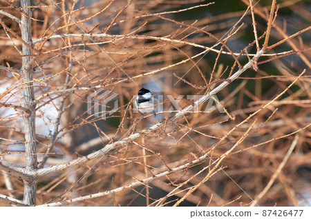 Winter tits Winter tits 87426477