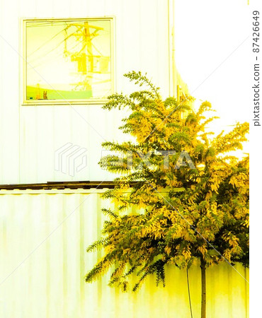 Landscape with mimosa Landscape with mimosa 87426649