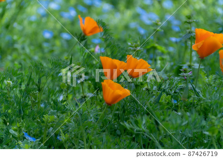罌粟和Nemophila 87426719