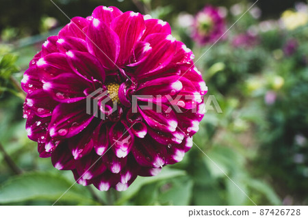 Dahlia 127 Dahlia 127 87426728