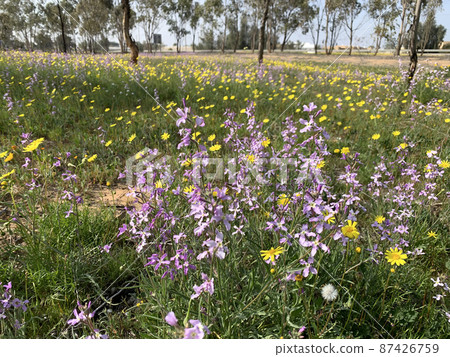 Flowering meadow at the edge of a grove 87426759