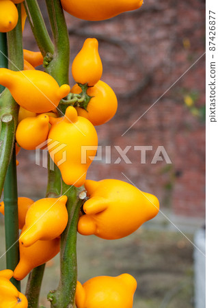 Multicolored flowers 87426877