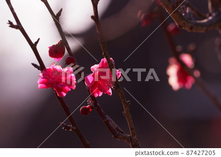 京都長岡天滿宮的梅花 京都長岡天滿宮的梅花 87427205