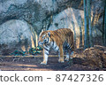 一隻從竹林裡出來的雄虎 87427326