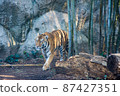 一隻從竹林裡出來的雄虎 87427351