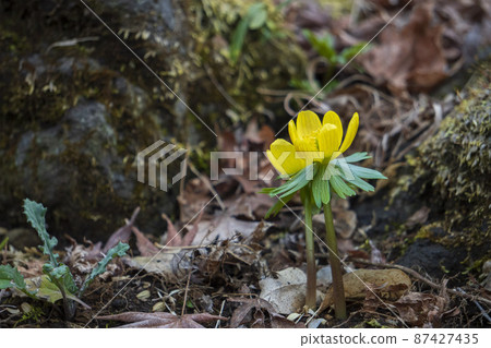 Single Adonis ramosa / Ranunculaceae 87427435