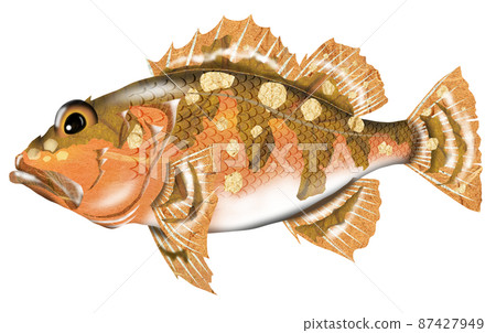 吃美味的魚蝎子魚3 吃美味的魚蝎子魚3 87427949