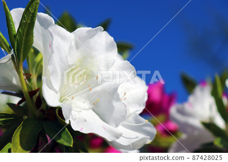 White azalea flowers and blue sky White azalea flowers and blue sky 87428025
