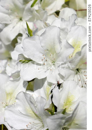 Pure white azalea flower Pure white azalea flower 87428026
