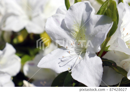 純白的杜鵑花 純白的杜鵑花 87428027