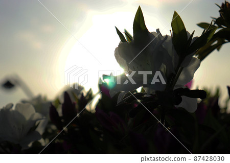 夕陽下透明的純白杜鵑花剪影 夕陽下透明的純白杜鵑花剪影 87428030