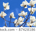 White flowers of magnolia against the background of blue sky 87428186