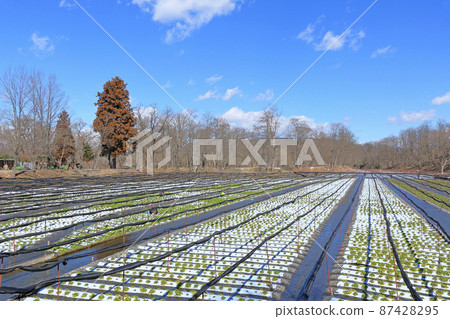 Azumino Early Spring Daio Wasabi Farm Azumino Early Spring Daio Wasabi Farm 87428295
