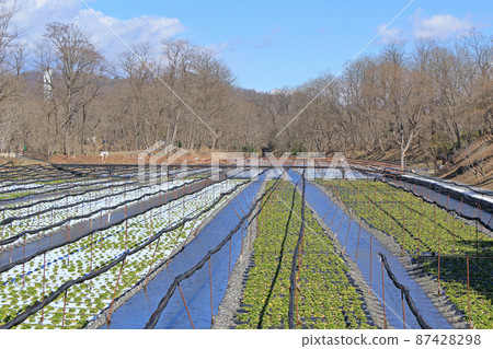 Azumino Early Spring Daio Wasabi Farm Azumino Early Spring Daio Wasabi Farm 87428298