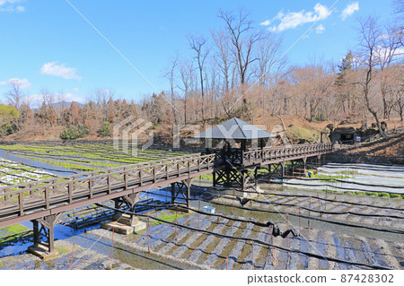 Azumino Early Spring Daio Wasabi Farm Azumino Early Spring Daio Wasabi Farm 87428302