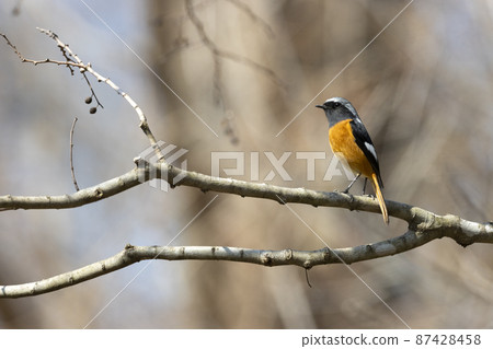 黃尾鴝 黃尾鴝 87428458