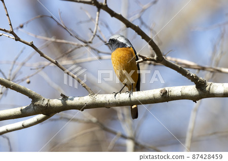 黃尾鴝 黃尾鴝 87428459