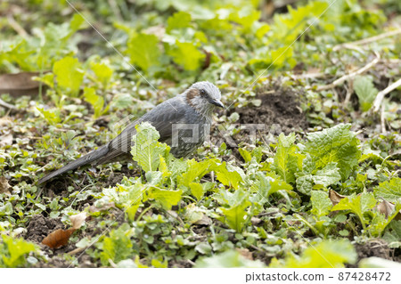 Bulbul Bulbul 87428472