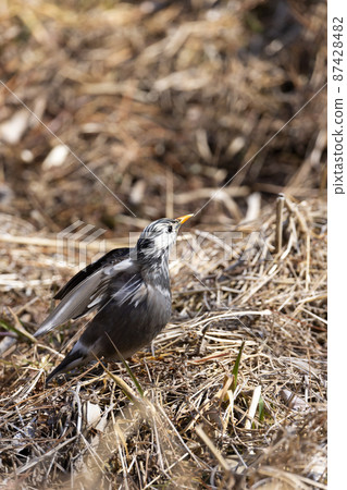 Mustard star Mustard star 87428482