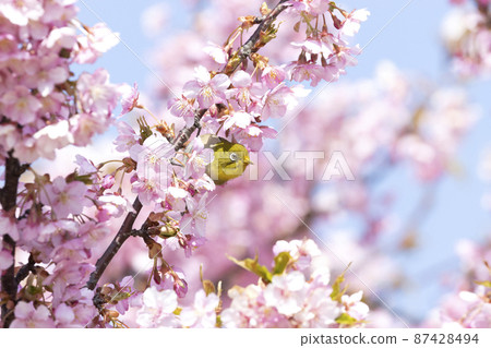 White-eye White-eye 87428494