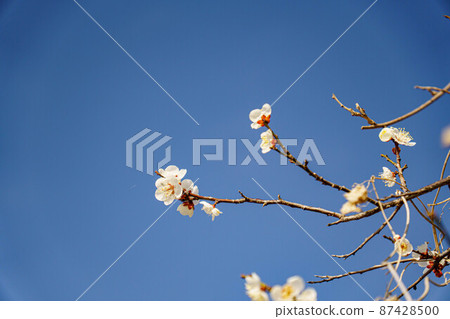 可愛的梅花帶著早春的氣息 可愛的梅花帶著早春的氣息 87428500