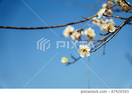 可愛的梅花帶著早春的氣息 可愛的梅花帶著早春的氣息 87428503