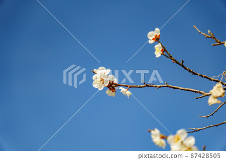 可愛的梅花帶著早春的氣息 可愛的梅花帶著早春的氣息 87428505