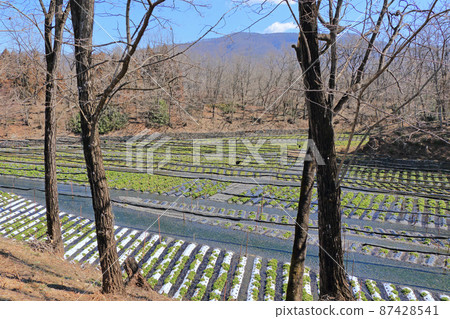 Azumino Early Spring Daio Wasabi Farm Azumino Early Spring Daio Wasabi Farm 87428541