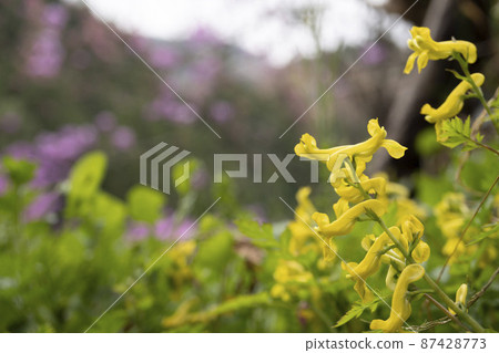 蒼白春花 / 罌粟科 / 在明亮的草原上綻放的延胡索屬 87428773