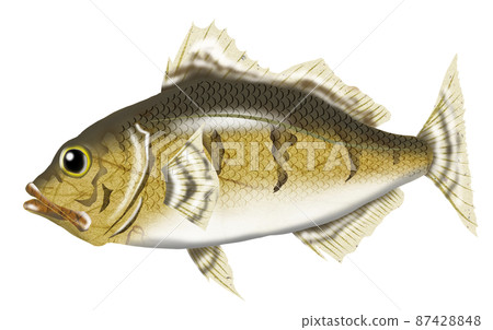 Spring announcement fish rockfish 87428848