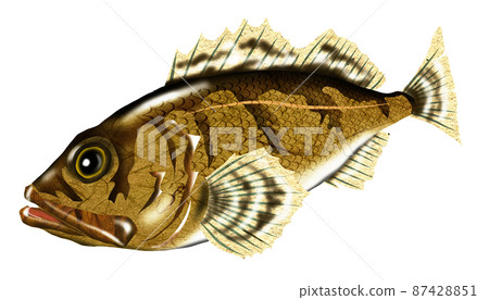 Classic rockfish for fishing 87428851