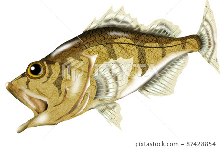Eat delicious fish 2 87428854