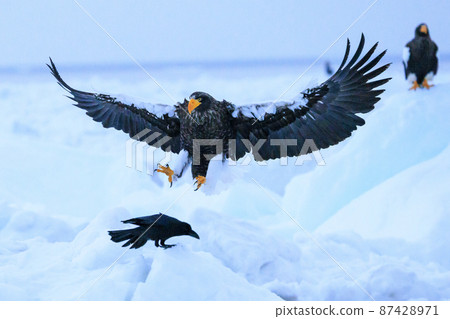 流冰原地飛翔的虎頭海雕（北海道羅臼） 87428971