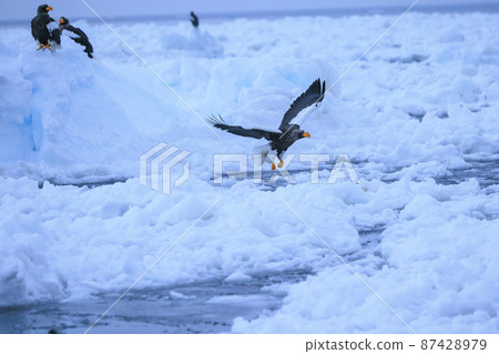 Steller's sea eagle flying in the drift ice field (in Rausu, Hokkaido) Steller's sea eagle flying in the drift ice field (in Rausu, Hokkaido) 87428979