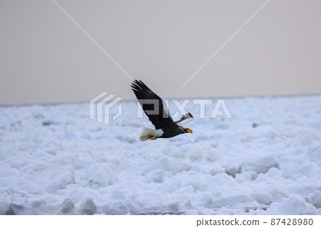 Steller's sea eagle flying in the drift ice field (in Rausu, Hokkaido) Steller's sea eagle flying in the drift ice field (in Rausu, Hokkaido) 87428980
