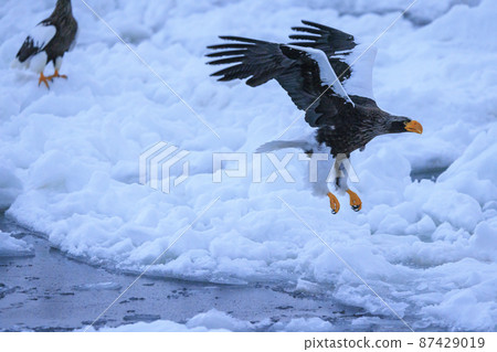 Steller's sea eagle flying in the drift ice field (in Rausu, Hokkaido) Steller's sea eagle flying in the drift ice field (in Rausu, Hokkaido) 87429019