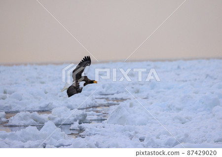 Steller's sea eagle flying in the drift ice field (in Rausu, Hokkaido) Steller's sea eagle flying in the drift ice field (in Rausu, Hokkaido) 87429020