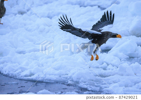 Steller's sea eagle flying in the drift ice field (in Rausu, Hokkaido) Steller's sea eagle flying in the drift ice field (in Rausu, Hokkaido) 87429021