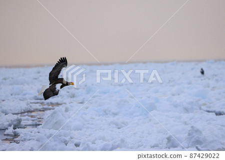 Steller's sea eagle flying in the drift ice field (in Rausu, Hokkaido) Steller's sea eagle flying in the drift ice field (in Rausu, Hokkaido) 87429022