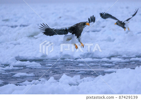 Steller's sea eagle flying in the drift ice field (in Rausu, Hokkaido) 87429139