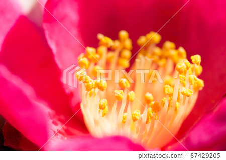 Close-up of camellia flowers blooming in early spring Close-up of camellia flowers blooming in early spring 87429205