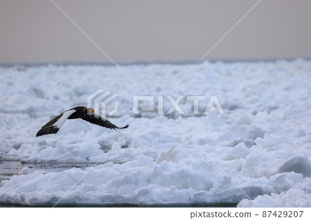 Steller's sea eagle flying in the drift ice field (in Rausu, Hokkaido) Steller's sea eagle flying in the drift ice field (in Rausu, Hokkaido) 87429207