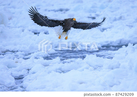 流冰原地飛翔的虎頭海雕（北海道羅臼） 87429209