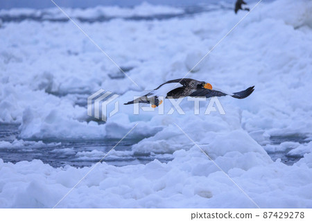 流冰原地飛翔的虎頭海雕（北海道羅臼） 87429278